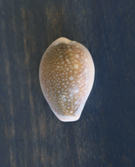 Naria miliaris