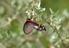 Byasa