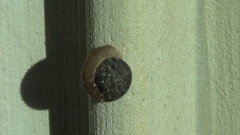 Xerotricha conspurcata