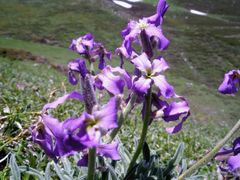 Matthiola perennis