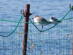 Calidris alpina