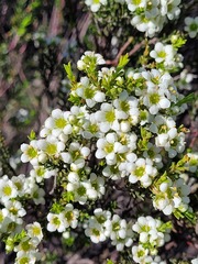 Diosma
