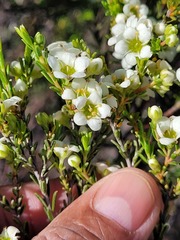 Diosma