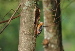 Dendrocopos hyperythrus