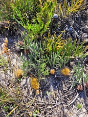 Leucospermum hypophyllocarpodendron canaliculatum