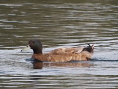 Anas platyrhynchos domesticus