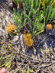 Leucospermum hypophyllocarpodendron canaliculatum