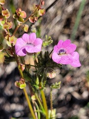 Nemesia strumosa