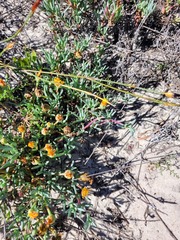 Lampranthus explanatus