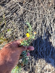 Lampranthus explanatus