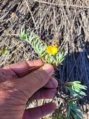 Lampranthus explanatus