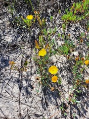 Lampranthus explanatus