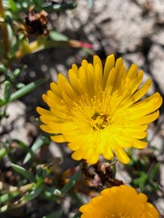 Lampranthus explanatus