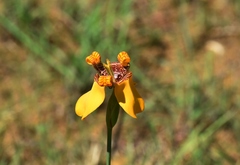 Trimezia juncifolia