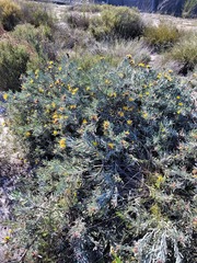 Leucospermum parile