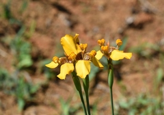 Trimezia juncifolia