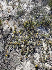 Lampranthus explanatus