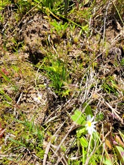 Trianoptiles capensis