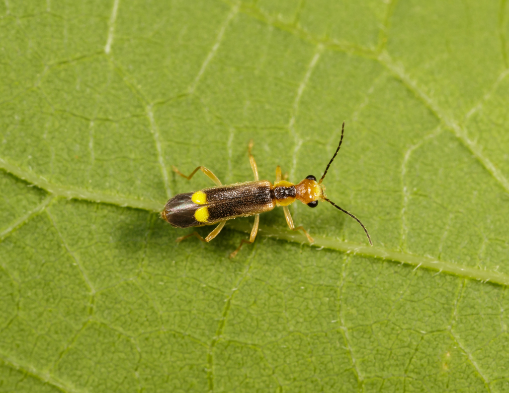 Yellow-tipped Soldier Beetle