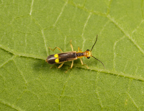 Yellow-tipped Soldier Beetle