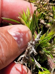 Trianoptiles capensis