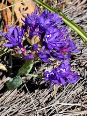 Codonorhiza elandsmontana