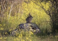Oryctolagus cuniculus
