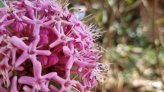 Image of Clerodendrum bungei