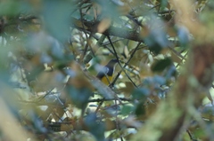 Dicaeum melanozanthum