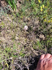 Lachenalia polyphylla