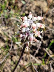 Lachenalia polyphylla