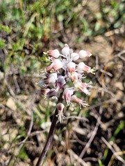 Lachenalia polyphylla