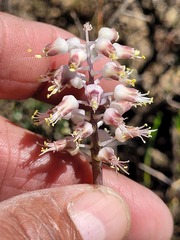 Lachenalia polyphylla