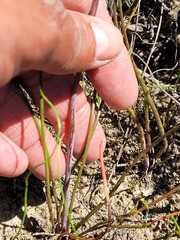 Lachenalia polyphylla