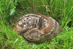 European Roe photo 5