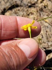 Steirodiscus gamolepis