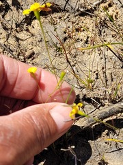 Steirodiscus gamolepis