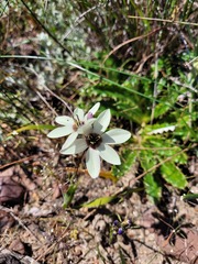 Ixia abbreviata abbreviata
