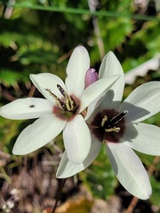 Ixia abbreviata abbreviata