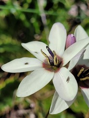 Ixia abbreviata abbreviata