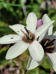 Ixia abbreviata abbreviata