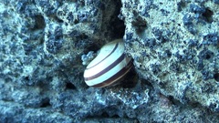 Eobania vermiculata