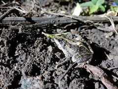 Ptychadena mossambica