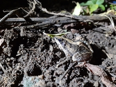 Ptychadena mossambica