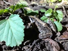 Ptychadena mossambica