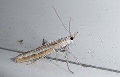 Orocrambus vittellus
