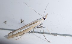 Orocrambus vittellus