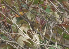 Cyanoderma ruficeps ruficeps