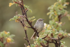 Prinia hypoxantha