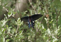 Byasa
